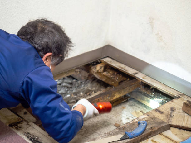 Best Toxic Mold Removal  in Monroe, LA