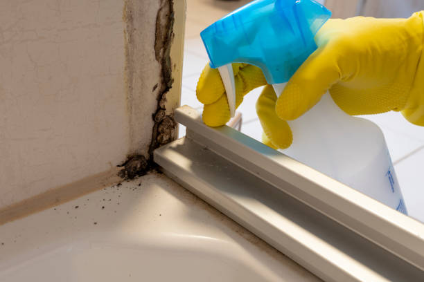 Professional Mold Removal in Monroe, LA