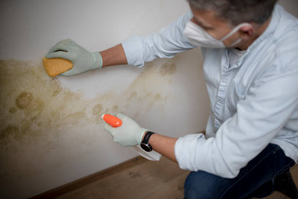 Best Mold Damage Repair  in Monroe, LA