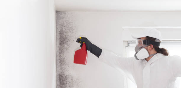 Best Black Mold Removal  in Monroe, LA