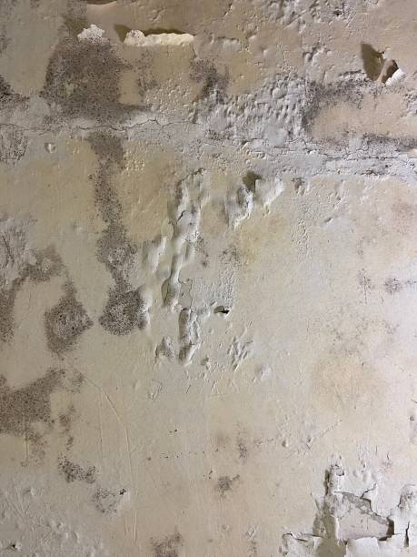 Best Home Mold Removal  in Monroe, LA