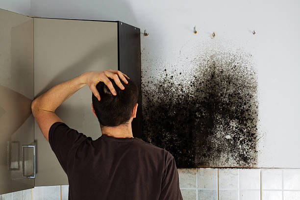Professional Mold Removal in Monroe, LA