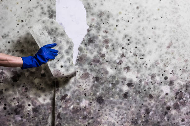Best Emergency Mold Removal  in Monroe, LA