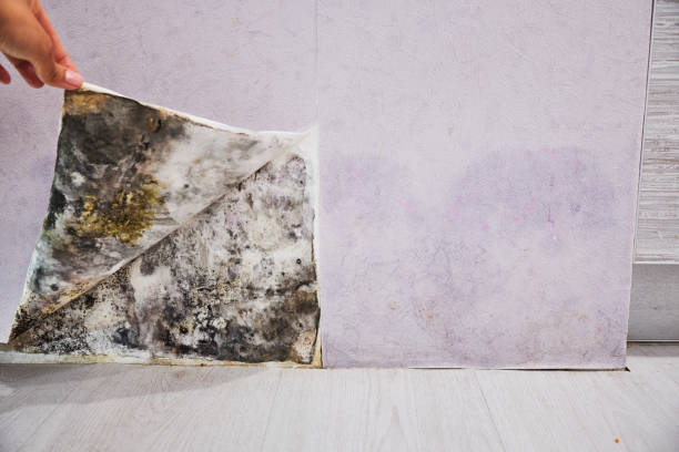 Best Mold Damage Repair  in Monroe, LA